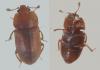 Epuraea sp.
